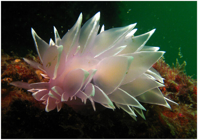 Ziguinchor : L’Université Assane Seck croule sous le poids des dettes, plus d’un milliard …