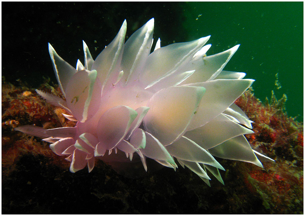 Ziguinchor : L’Université Assane Seck croule sous le poids des dettes, plus d’un milliard …