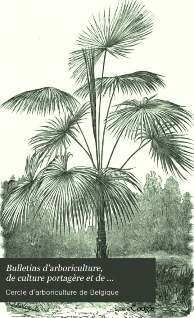 Comment éviter les fentes de croissance de vos tomates?