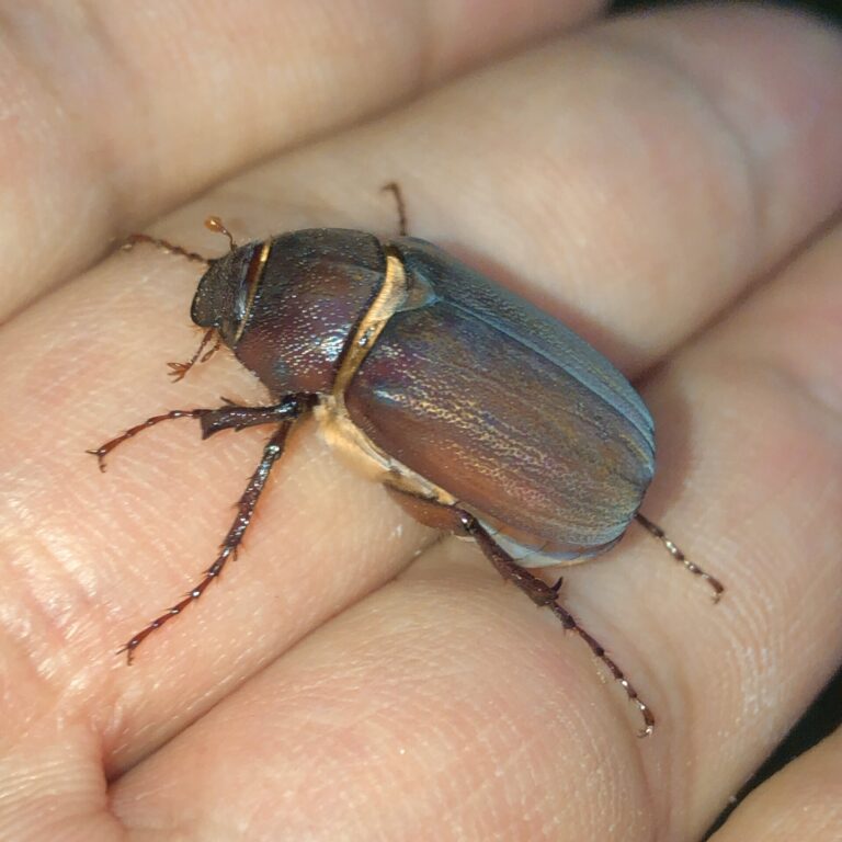 Burna Boy et Ed Sheeran interprètent une chanson inédite au stade de Wembley