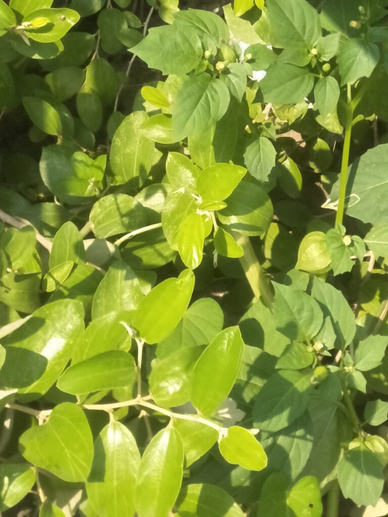 Nigeria : « To Be Honest m&rsquo;a pris presque 3 ans », déclare Simi