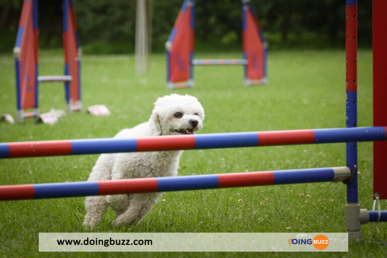 Installer Un Enclos Pour Chiens – Conseils Pour Un Espace Sûr Et Confortable
