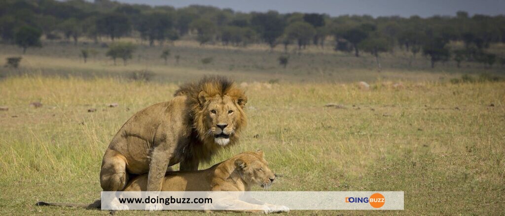 Des lions s’envoient en l’air sur le toit d’un camion Safari rempli de gens (PHOTOS)