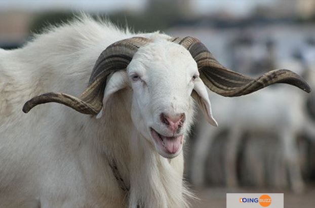 Un Mouton Vendu À Plusieurs Millions De Francs Cfa - Voici La Vidéo