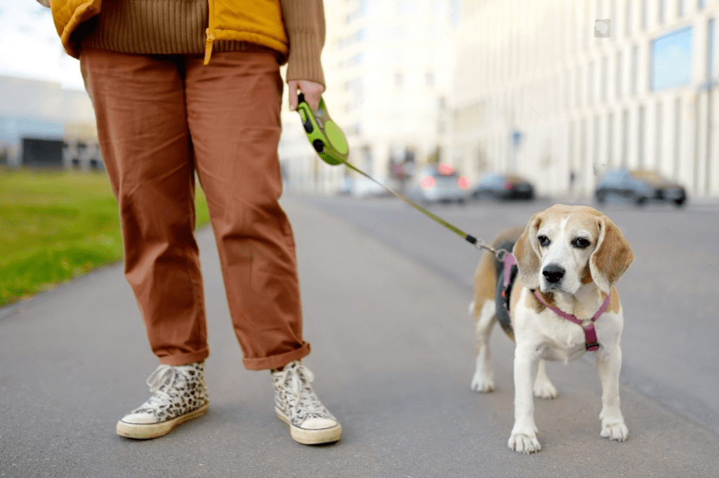 Harnais pour chien : les dernières tendances mode pour un look canin irrésistible