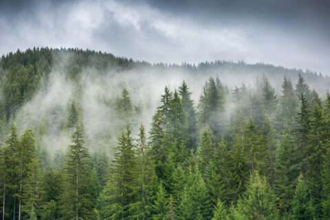 Brouillard Blanc Sur La Forêt