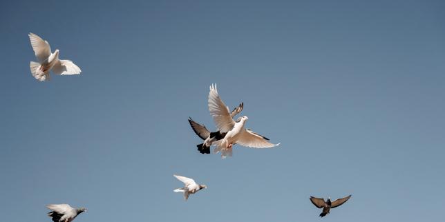 La très sélecte escadrille à plumes de l’armée française : « Ici, les pigeons prennent un bain chaque jour. S’ils sont sales ou malades, ils se laissent dépérir »