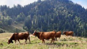 "Les milieux naturels ne nous feront pas de cadeau" : l'inquiétude des agriculteurs dont les milliers de vaches sont bloquées dans les alpages à cause de la dermatose nodulaire