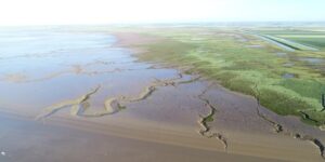 Des récifs d’huîtres sauvages détruits pour préserver un havre d’oiseaux migrateurs dans la baie de l’Aiguillon