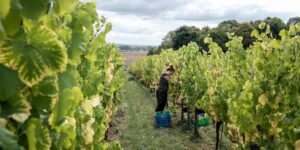 Cinq siècles après son âge d’or, le vin normand retrouve sa place au soleil