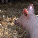 Une étiquette pour jaugée le bien-être animal sur les produits porcins : « On l’a fait pour relancer la filière bio »