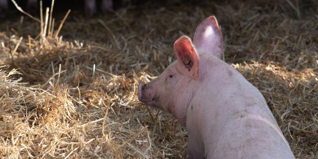 Une étiquette pour jaugée le bien-être animal sur les produits porcins : « On l’a fait pour relancer la filière bio »