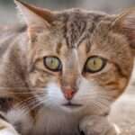 Autofocus des appareils photo : tout comprendre à la détection de contraste, la corrélation de phase, la détection de sujets ou les moteurs optiques