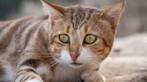 Autofocus des appareils photo : tout comprendre à la détection de contraste, la corrélation de phase, la détection de sujets ou les moteurs optiques