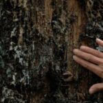 Entre la Pologne et la Biélorussie, l’exceptionnelle forêt primaire de Bialowieza dégradée par les tensions militaires