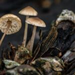 "Une douzaine de champignons sont potentiellement mortels", alerte Laurine Le Visage, pharmacienne au centre antipoison de l'hôpital Fernand Vidal à Paris