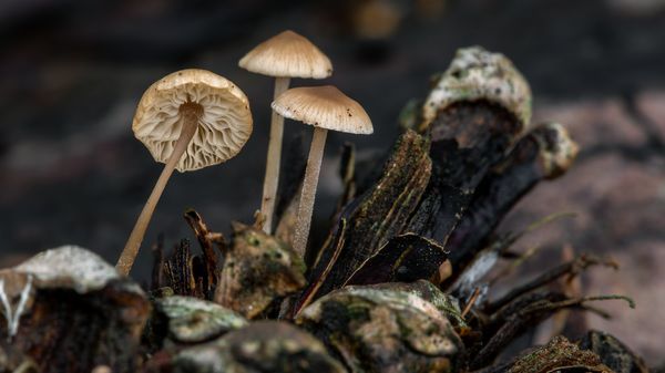 "Une douzaine de champignons sont potentiellement mortels", alerte Laurine Le Visage, pharmacienne au centre antipoison de l'hôpital Fernand Vidal à Paris