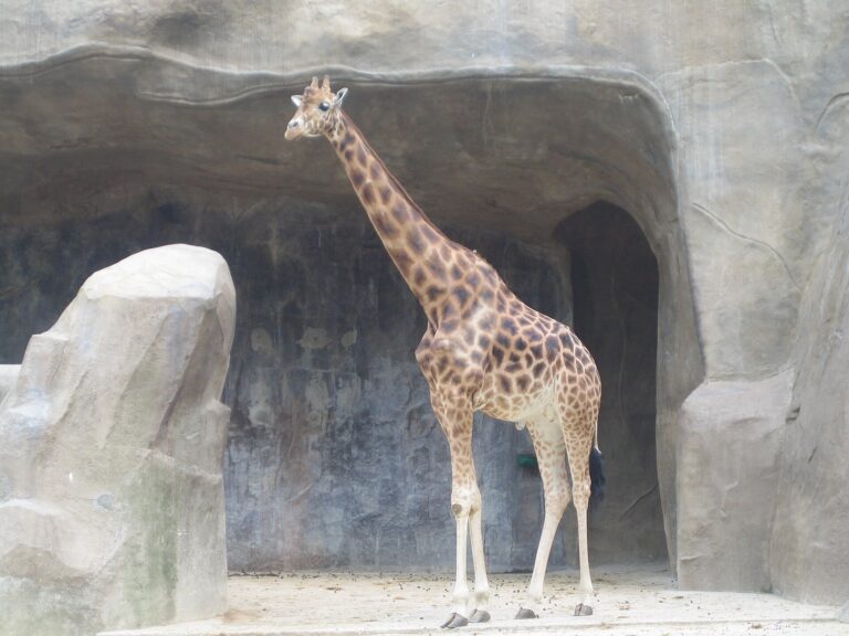 Guinée : tout comprendre des dossiers qui font débat aujourd’hui